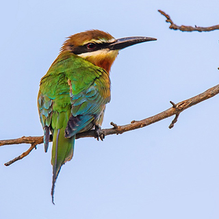 Isalo - Madagascar bee-eater